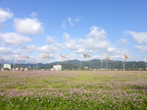 福井市和田れんげ